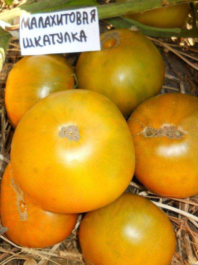 Томат «малахитовая шкатулка» - и вкус, и цвет