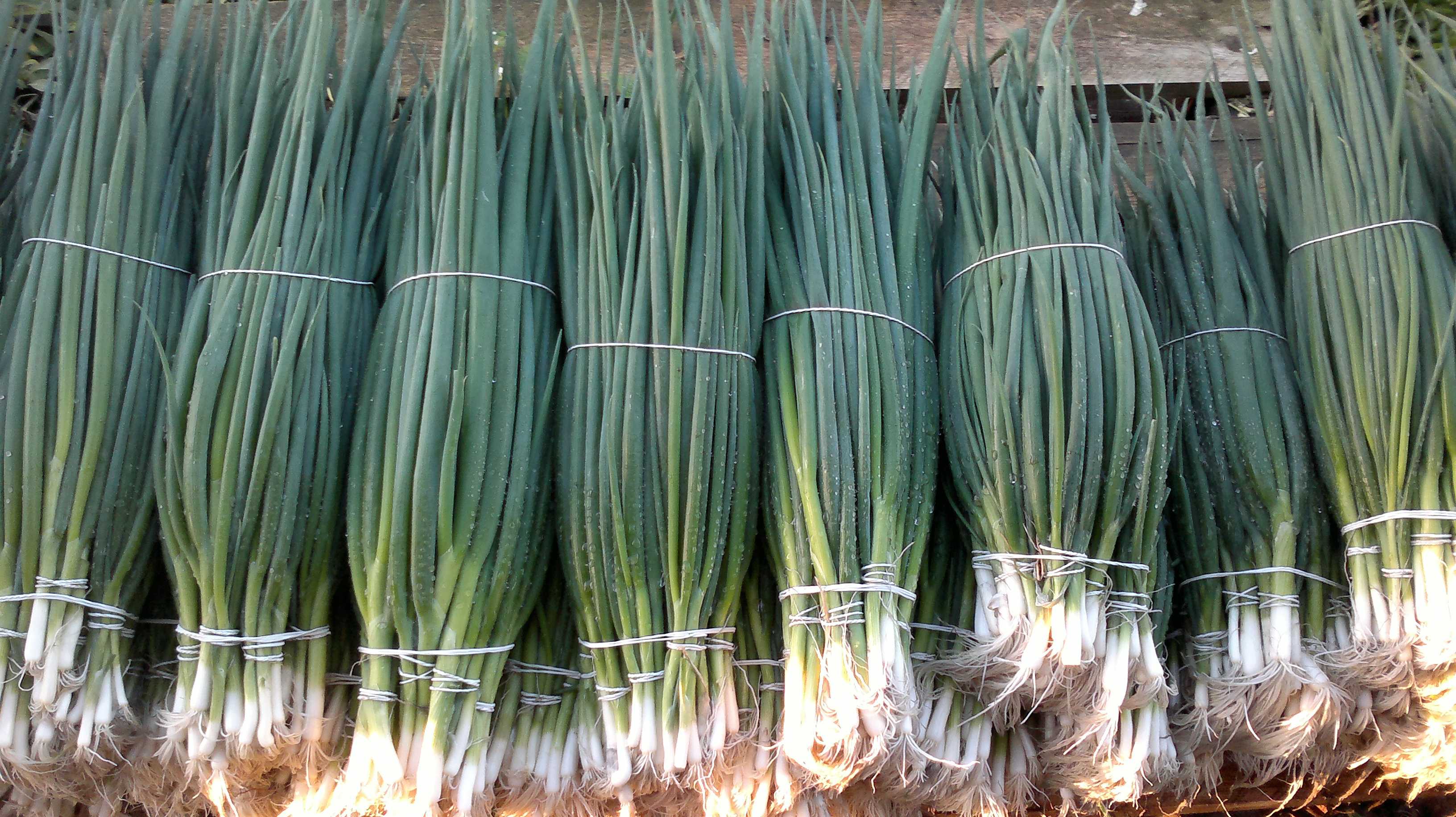 Зеленый лук сорта с фото