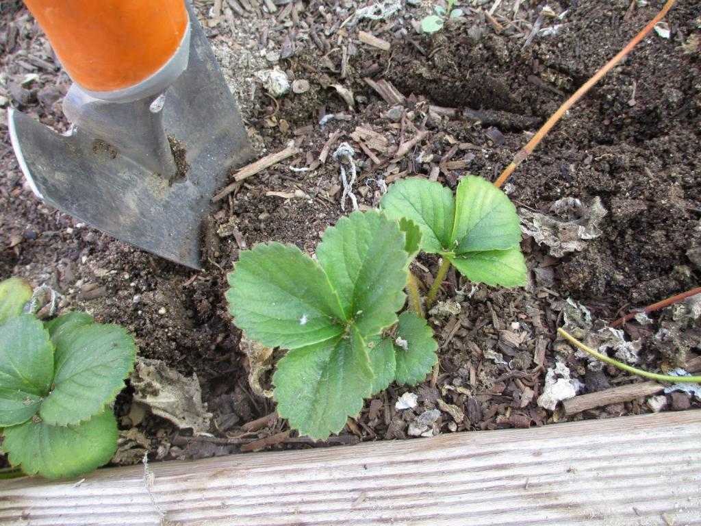 Клубника лесная: когда поспевает, фото и описание вида
