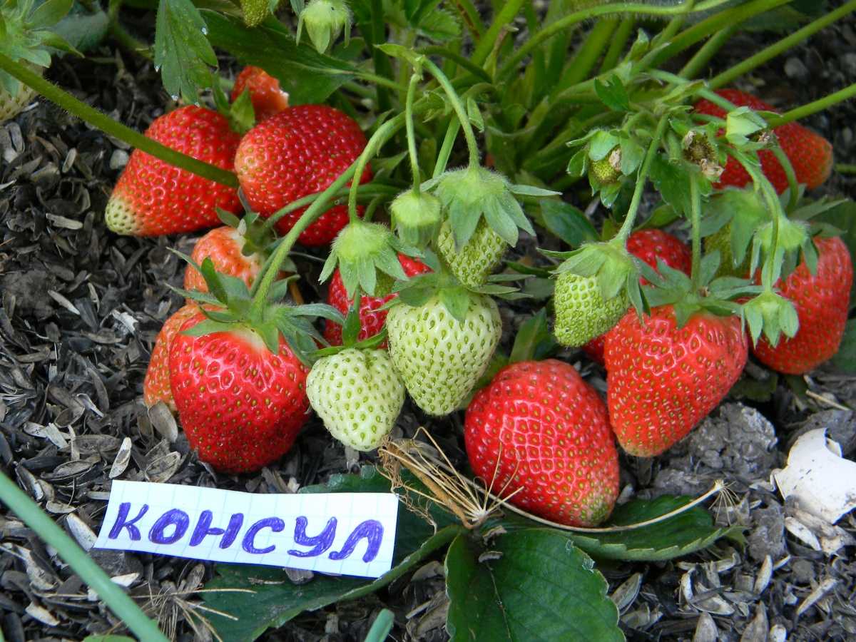 Урожайные сорта клубники для средней полосы россии с фото и описанием