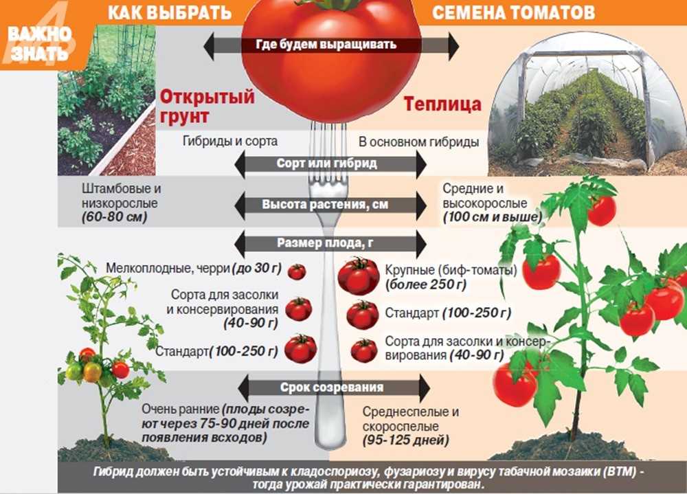 Выращивание помидор в теплице: пошаговая инструкция