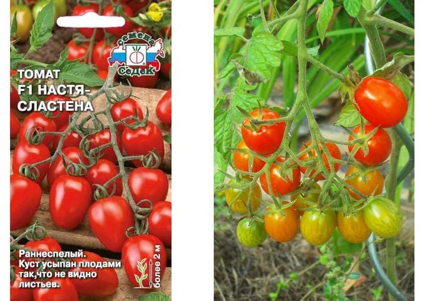 ᐉ томат "анастасия": полное описание сорта и особенности выращивания, характеристики помидоров и фото - orensad198.ru