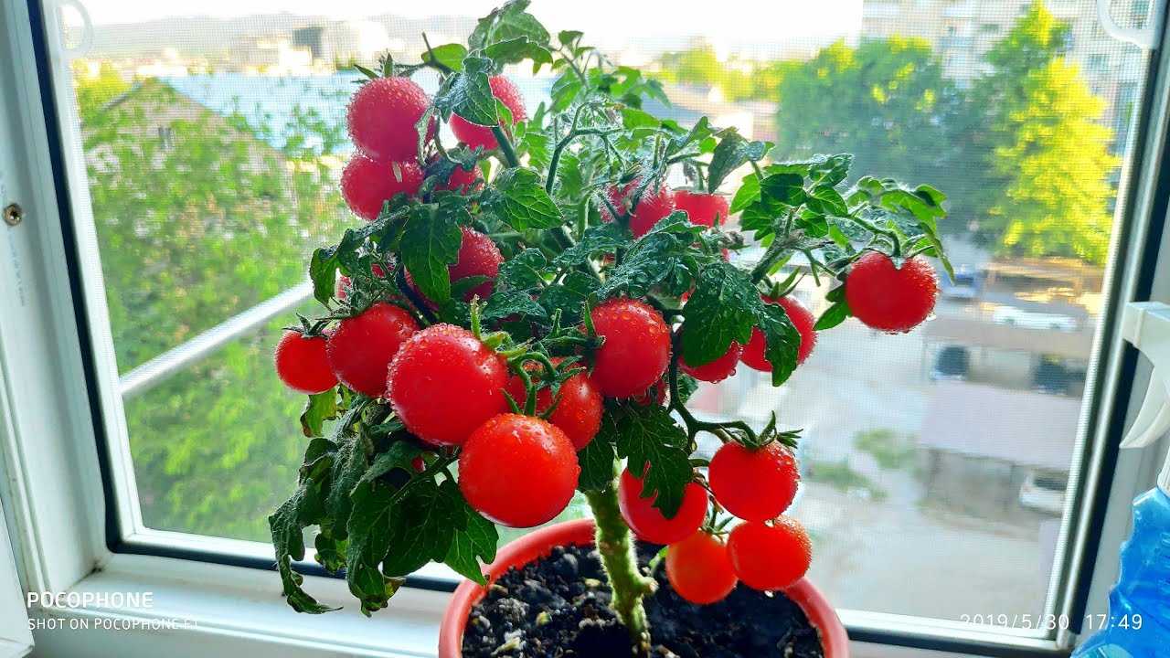 Собственные помидоры и зимой, и летом — правила выращивания томатов на подоконнике