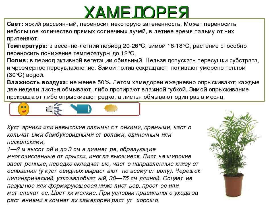 Хамедорея: описание, выращивание и уход в домашних условиях, пересадка и размножение