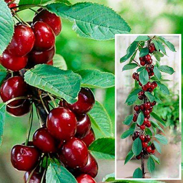 Вишня малышка: описание сорта, отзывы садоводов о выращивании и вкусовых качествах карликового саратовского сорта, как правильно обрезать