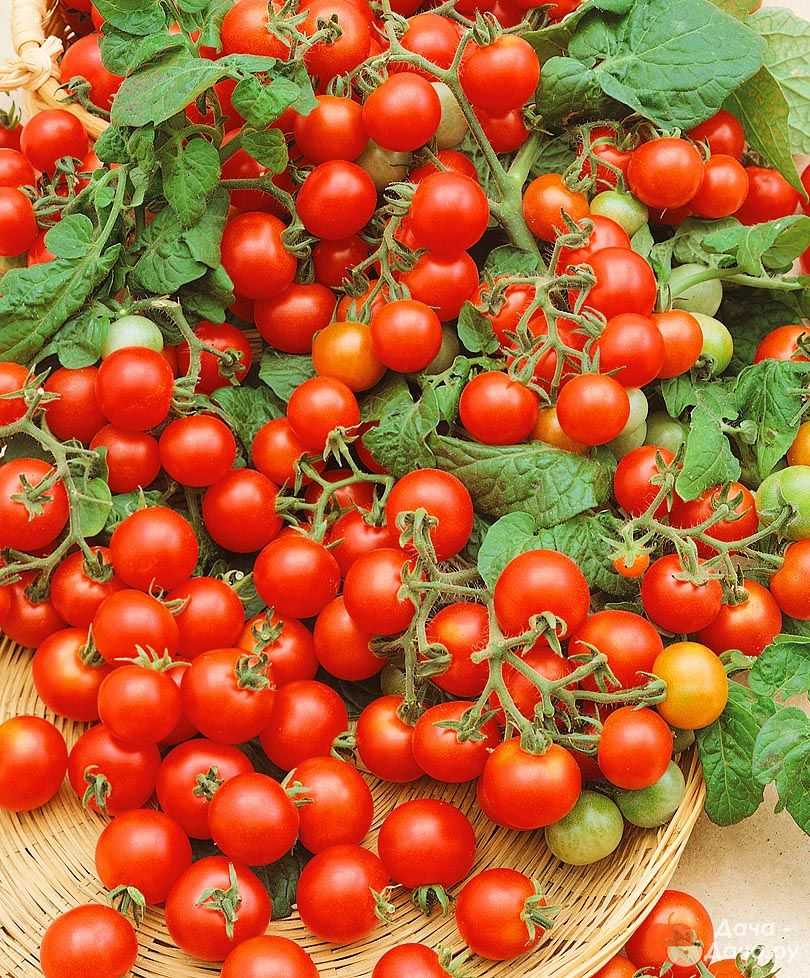 Томат «санька»: характеристика и описание сорта помидор с фото