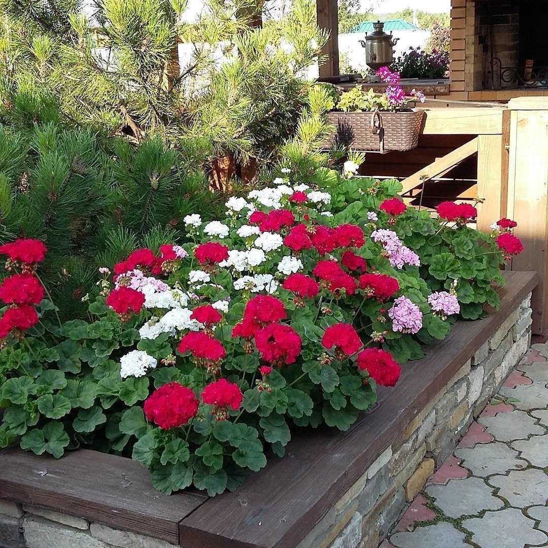 Герань садовая многолетняя: посадка и уход в открытом грунте (+фото)