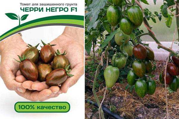 Лучшие сорта томатов черри: фото, названия и описания (каталог)