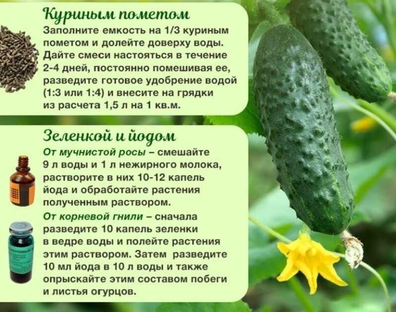 Подкормка огурцов в открытом грунте и теплице: когда и чем удобрять для урожайности, эффективные средства