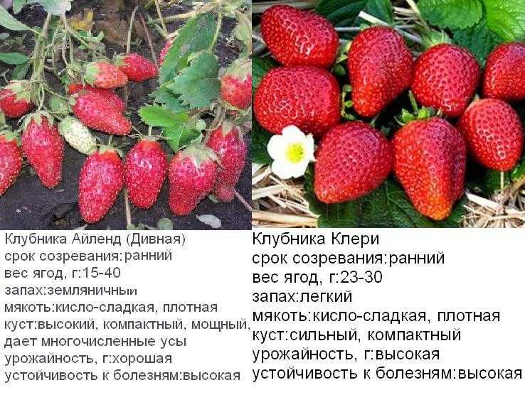 Клубника ламбада: описание сорта, посадка в открытый грунт