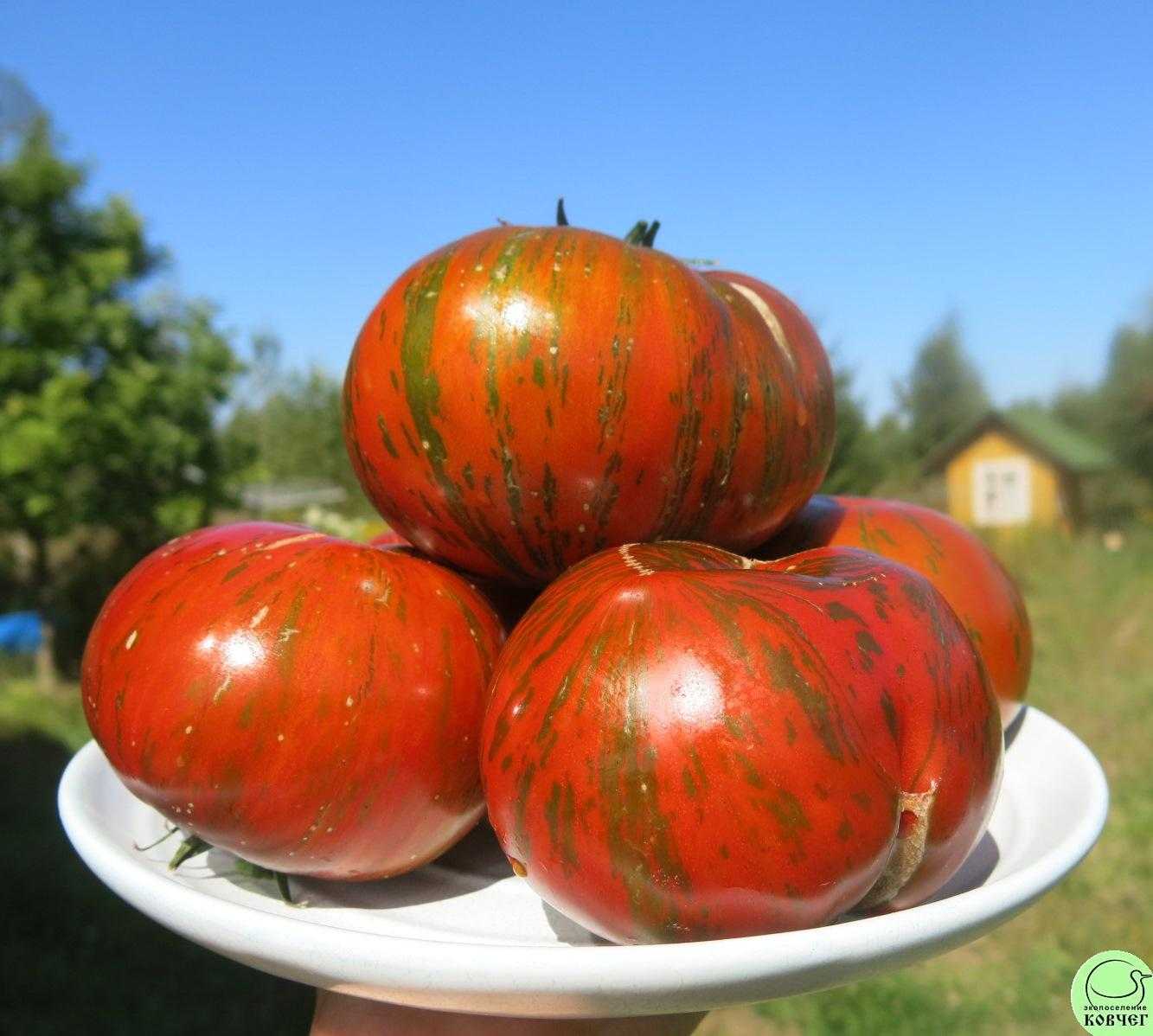 Шоколадный полосатый томат описание сорта характеристика фото