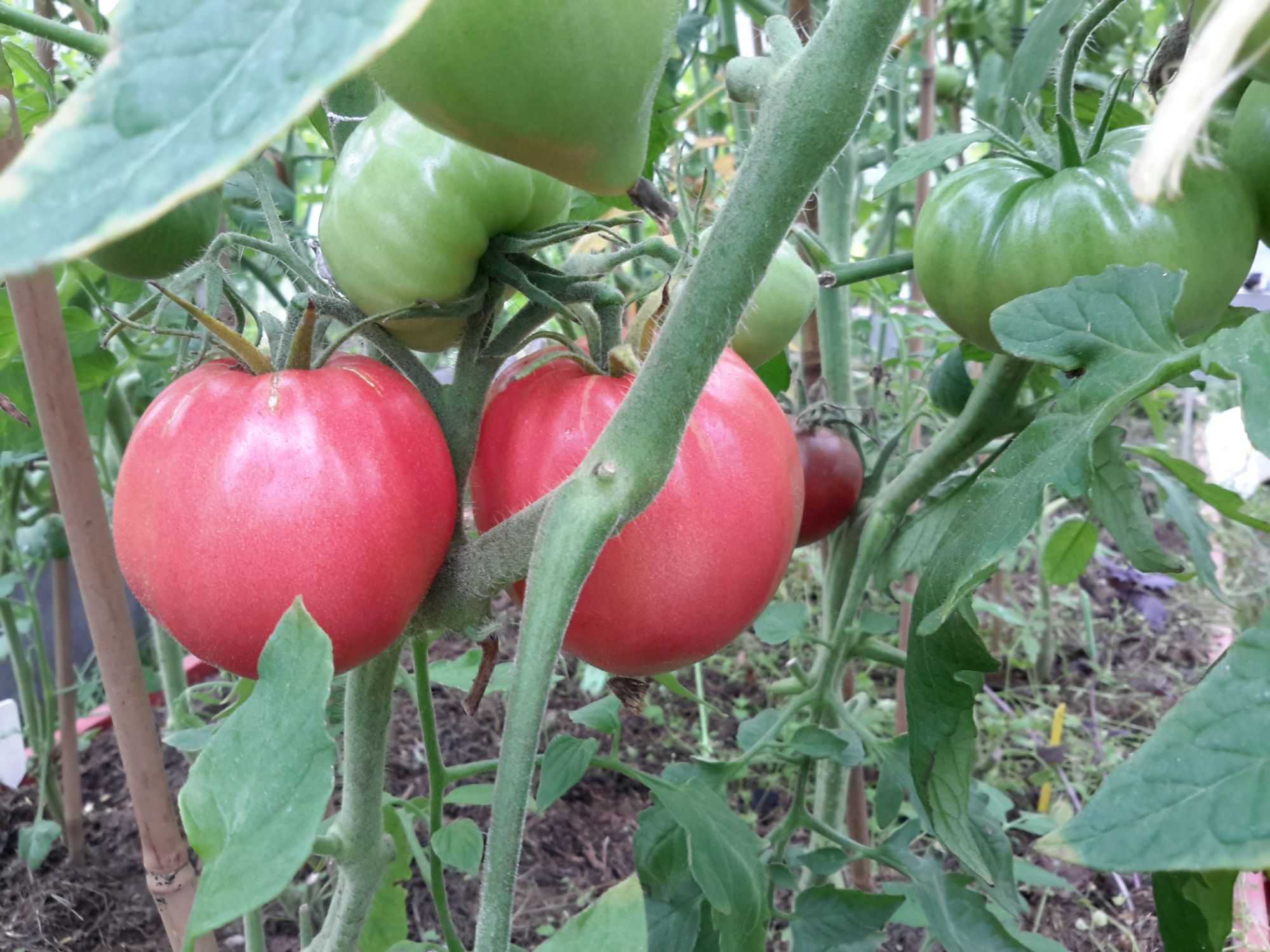 Абаканский розовый томат описание фото