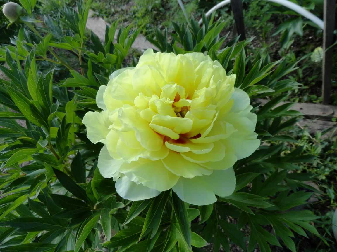 Цветок бартзелла фото и описание