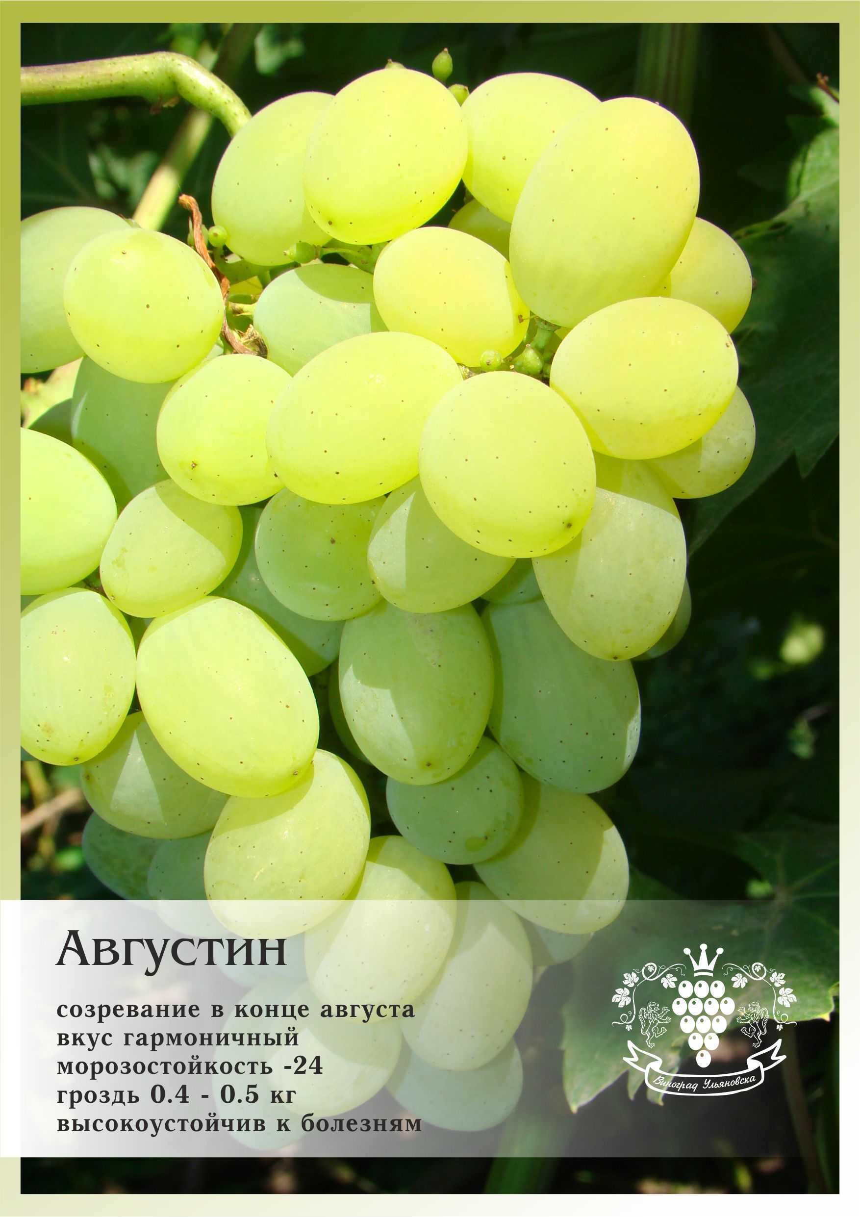 Виноград августин: отзывы, фото, описание сорта и особенности выращивания