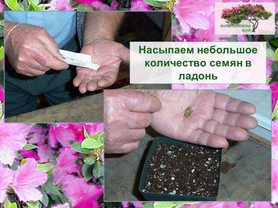 Рододендрон: посадка и уход, виды и сорта с фото
