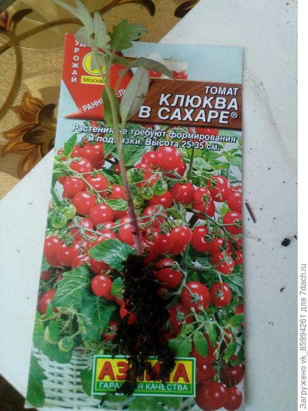 Томат клюква в сахаре – красота миниатюрного сорта и его подробное описание