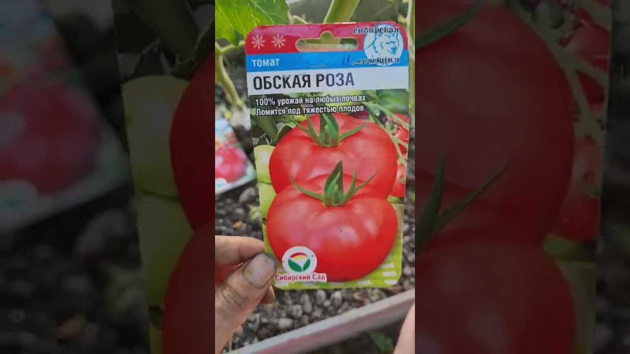 Томат безрассадный: описание и характеристики сортов, способ выращивания