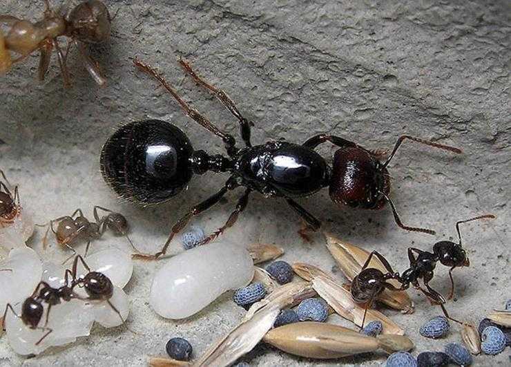 Матки домашних муравьев – источник беды в квартире