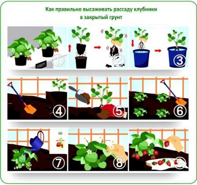 Технология выращивания в теплице зелени круглый год: как, что и когда посадить?