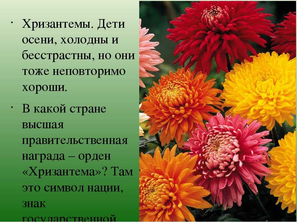 Что означают цвета хризантем. Хризантемы что символизирует. Хризантема описание. Легенды осенних цветов.