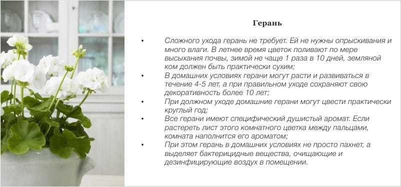 Пеларгония — самая выносливая из красивоцветущих