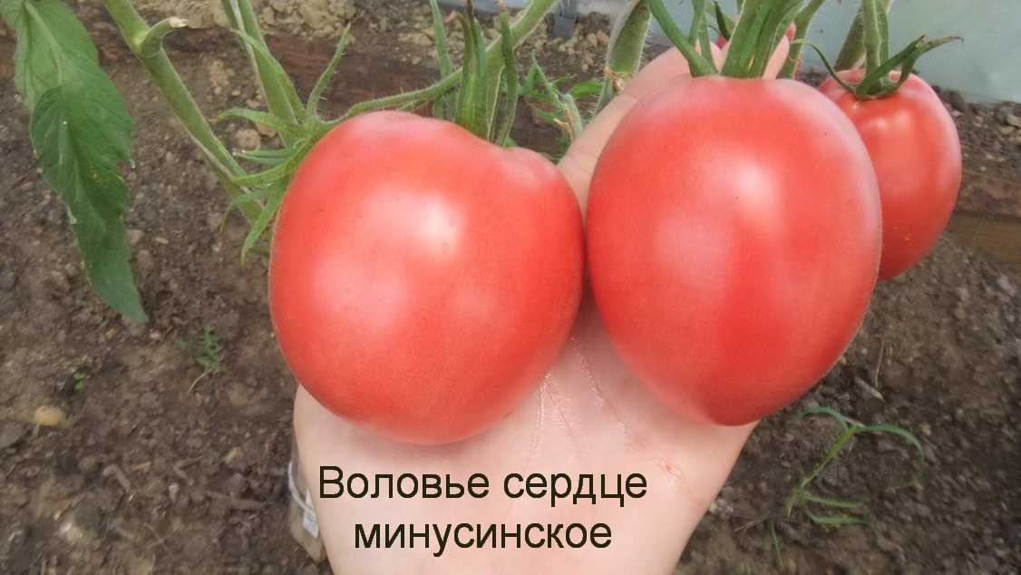 Томат воловье сердце