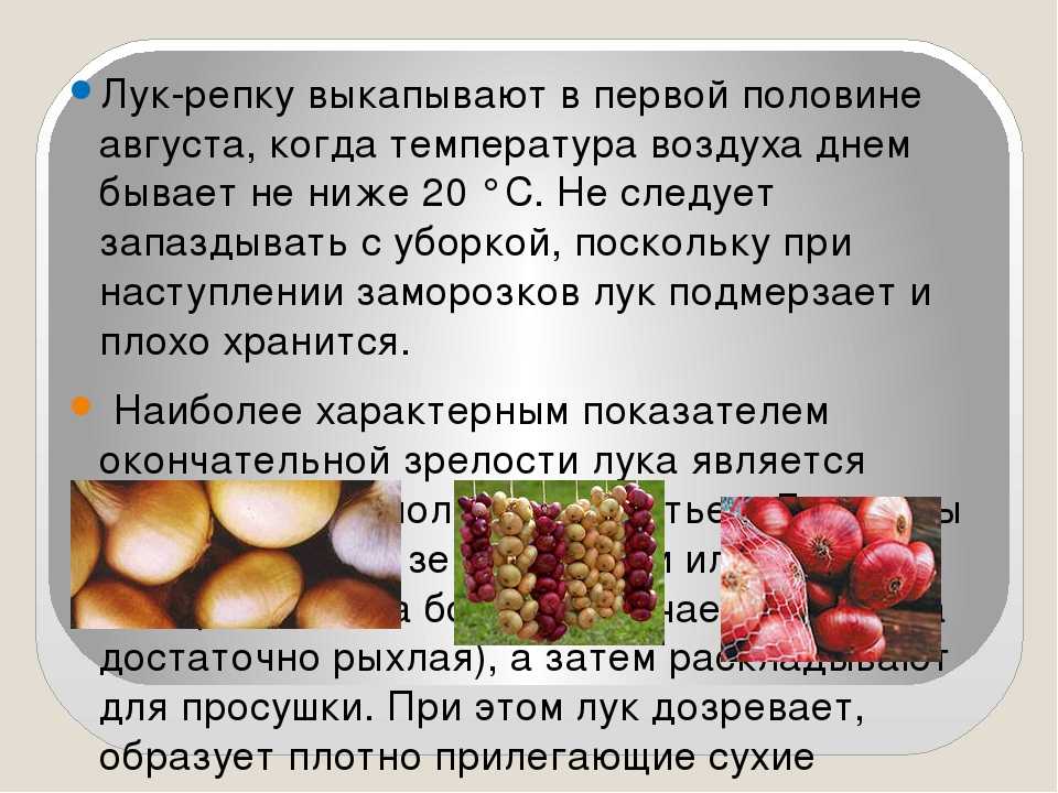 Как сохранить лук зимой в домашних условиях