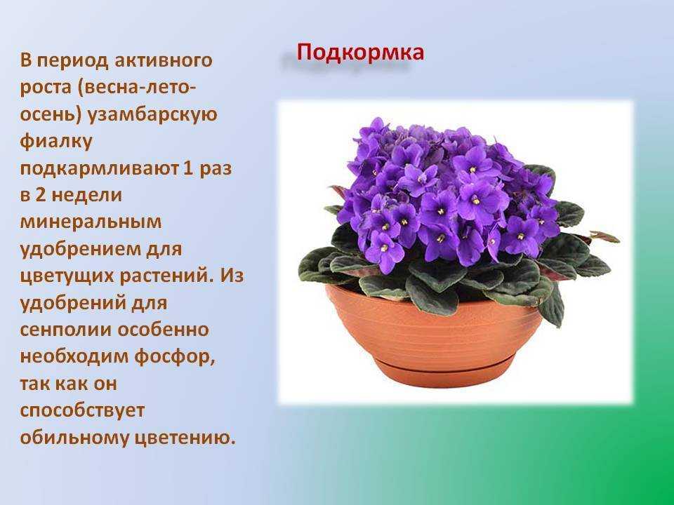Пассифлора: особенности выращивания в домашних условиях
