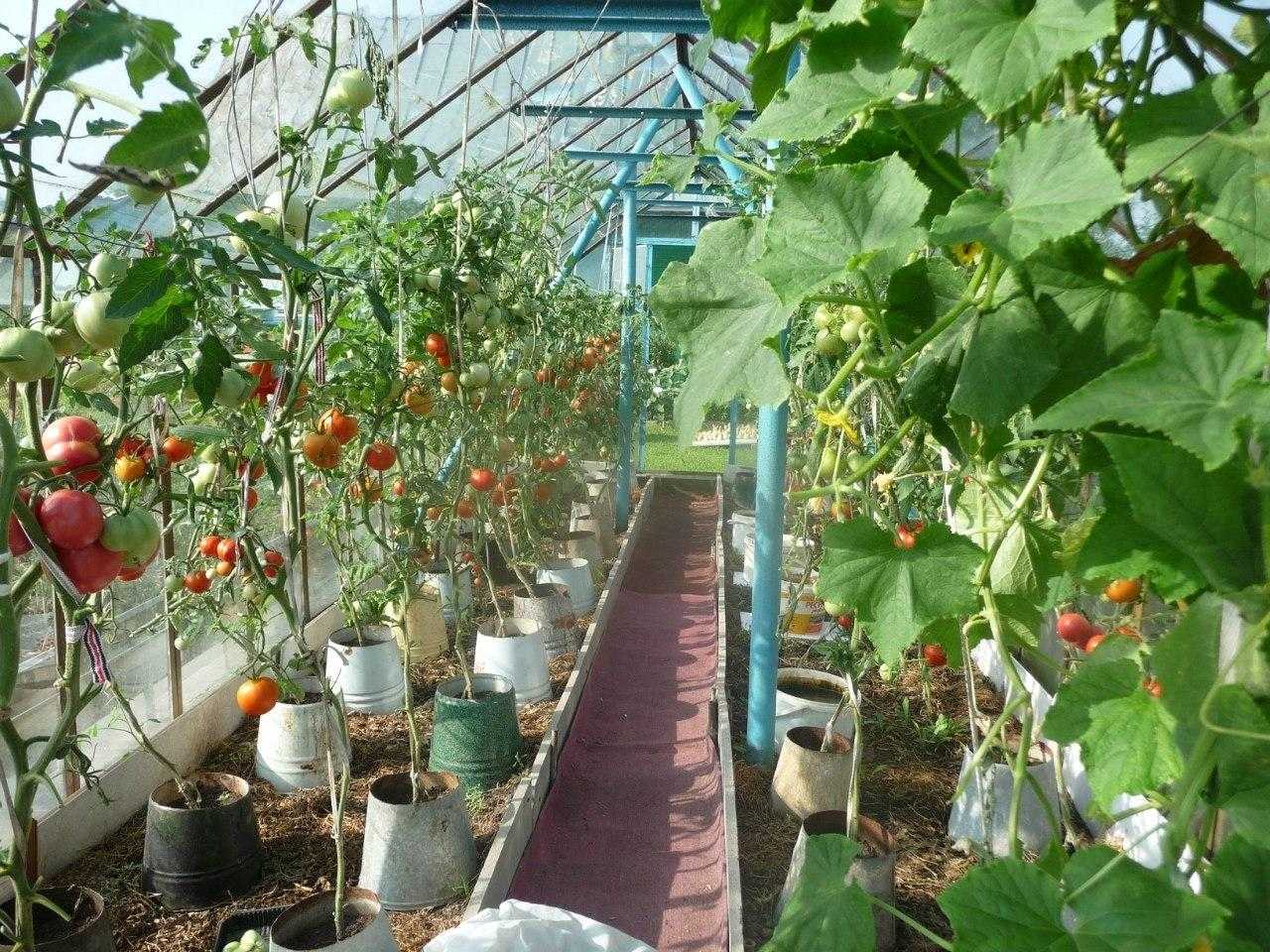 Что с чем можно сажать рядом в огороде на грядке, в теплице?