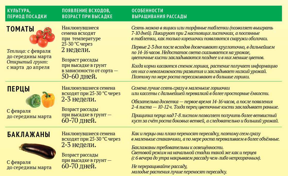 Баклажаны: посадка и уход в открытом грунте, как вырастить из семян, фото