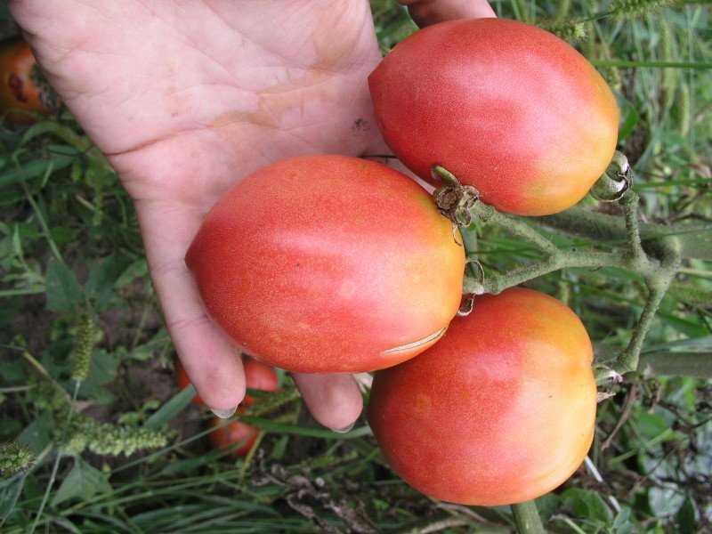 Томат розовый фламинго: характеристика и описание сорта, фото, урожайность, посадка и уход