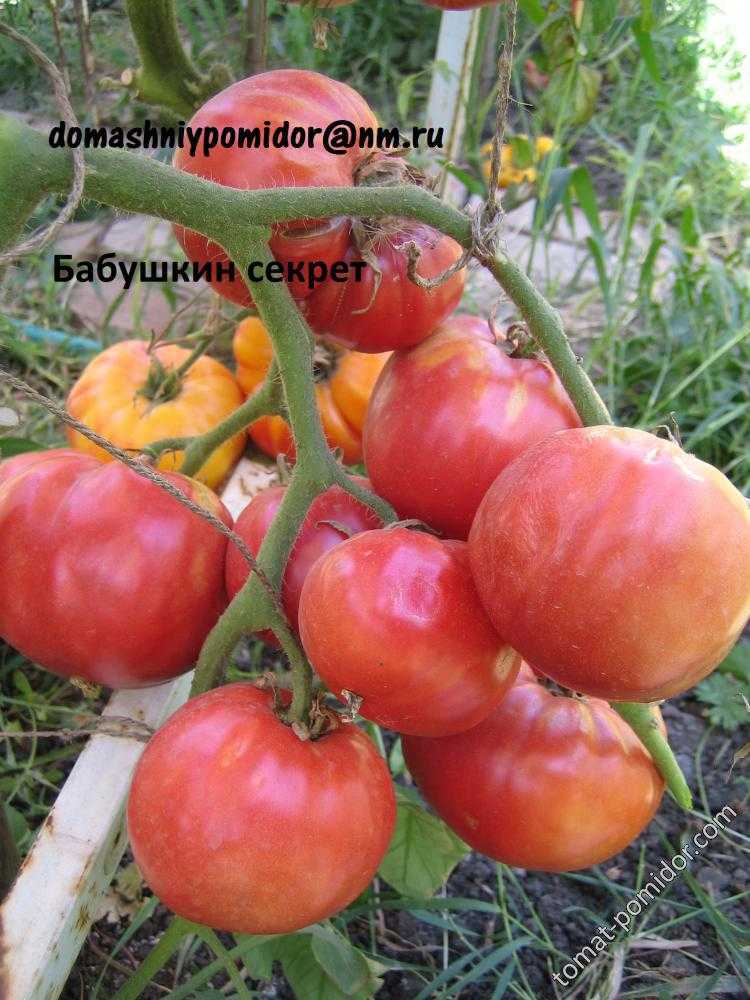 Томаты бабушкино: описание сорта, отзывы, фото, выращивание