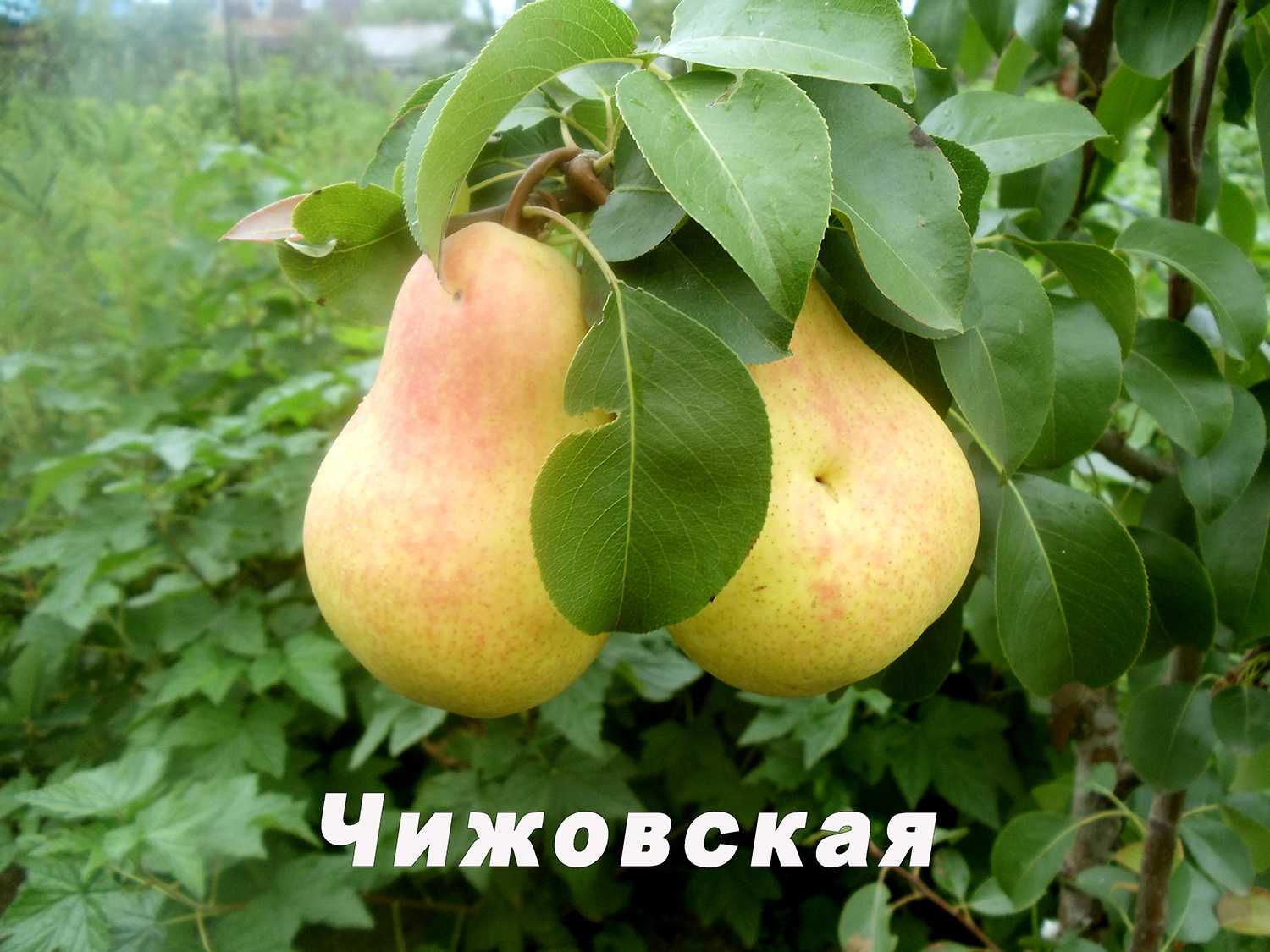 Груша чижовская: описание сорта, фото и видео инструкция по посадке и уходу за деревом, отзывы садоводов