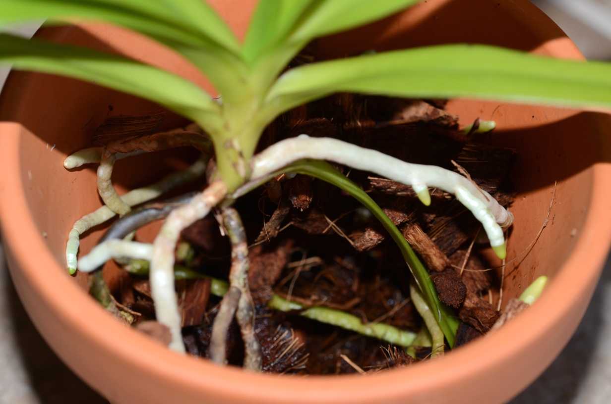 Ванда фото орхидеи, уход в домашних условиях, размножение, пересадка