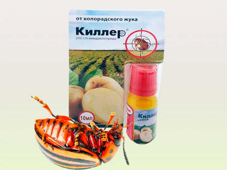 Колорадский жук: способы борьбы